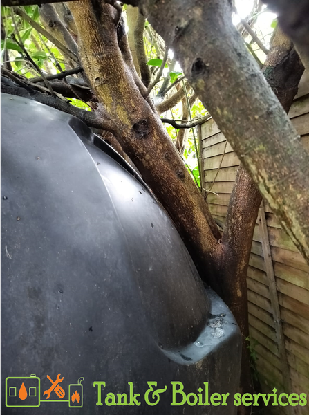 What's growing in close proximity to your oil tank!